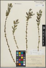 Foto von Salix repens subsp. incubacea (L.) A. Neumann